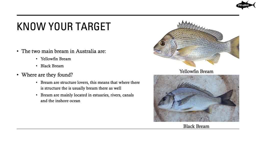 Master Bream Fishing in Australia – Complete Guide (18-Slide PowerPoint)