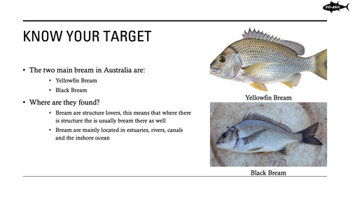 Master Bream Fishing in Australia – Complete Guide (18-Slide PowerPoint)