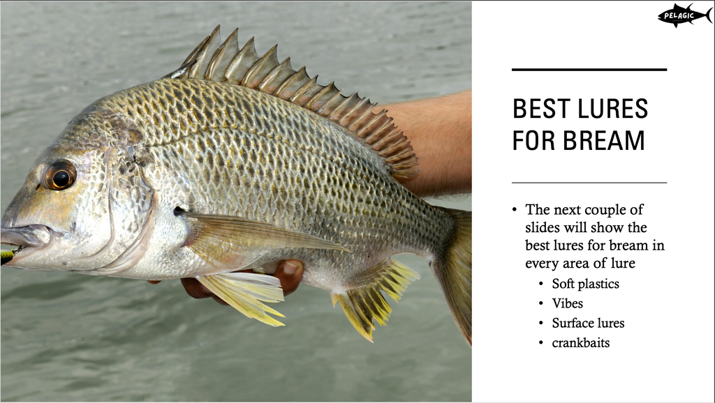 Master Bream Fishing in Australia – Complete Guide (18-Slide PowerPoint)