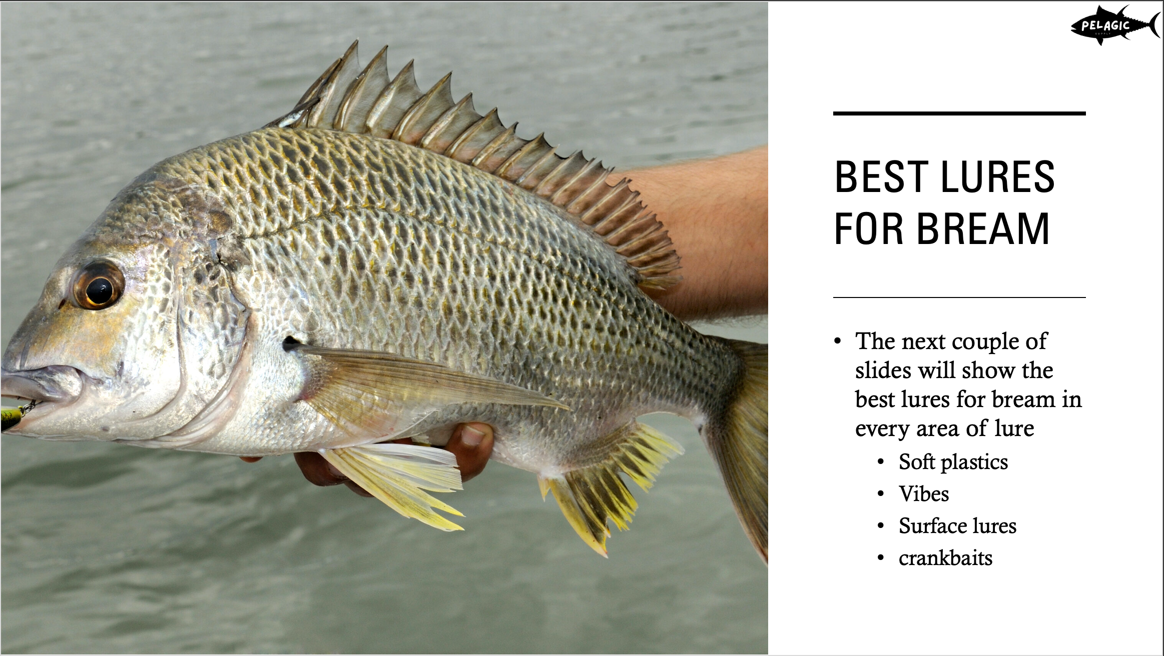 Master Bream Fishing in Australia – Complete Guide (18-Slide PowerPoint)