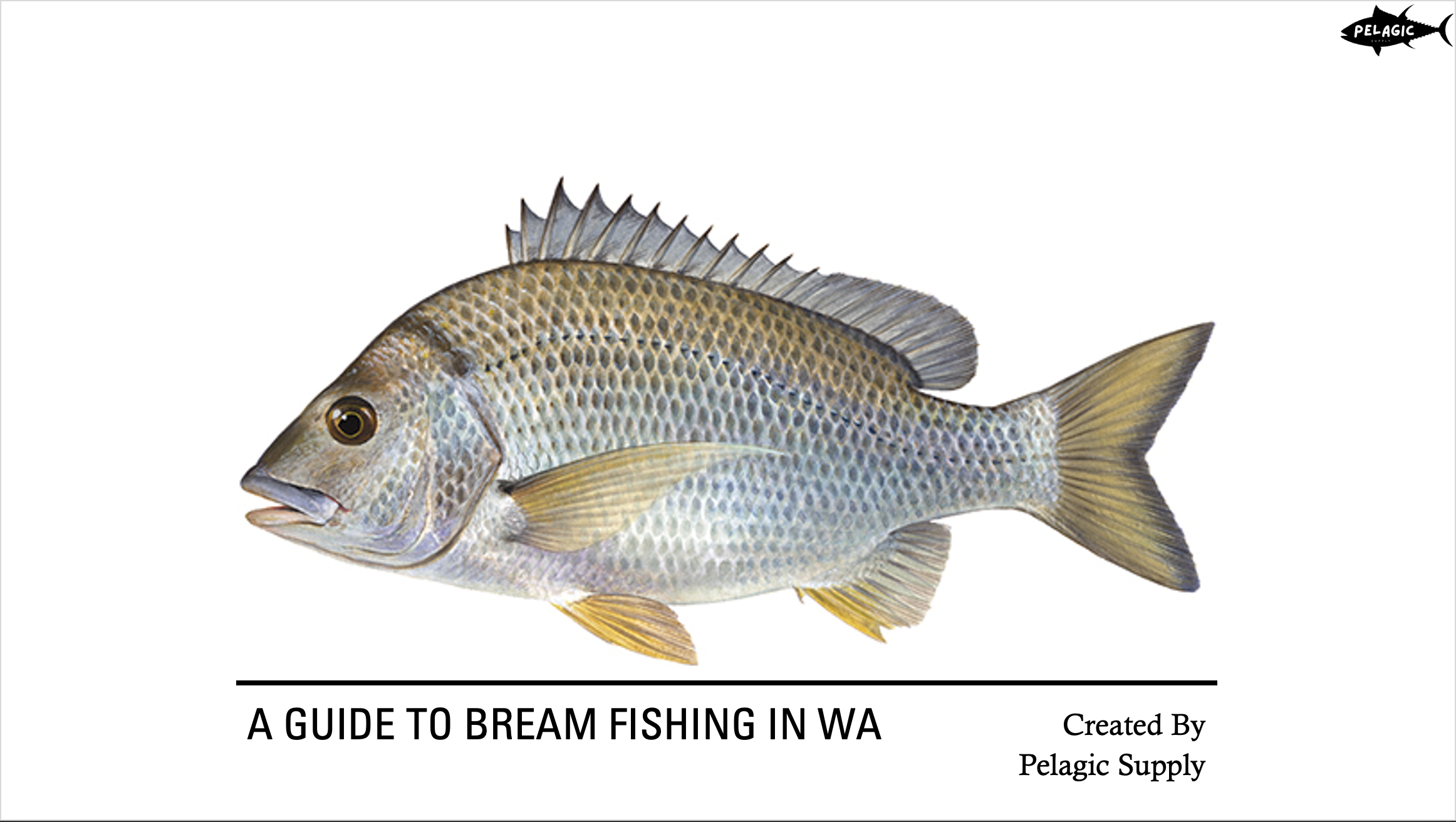 Master Bream Fishing in Australia – Complete Guide (18-Slide PowerPoint)